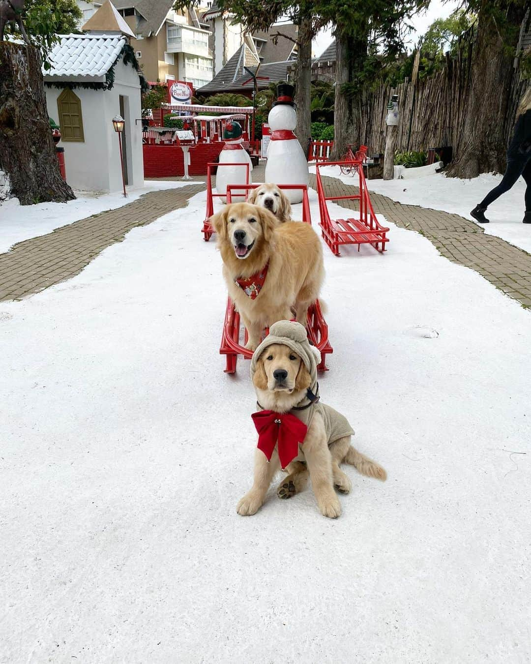 Bobさんのインスタグラム写真 - (BobInstagram)「Último dia de Gramado rolou visita na @aldeiadopapainoel que é Petfriendly 👏 🎄🎅🏻🐾🐾 , e fechamos o último jantar na cidade no @joaquinarestaurantefondue 🔝🔝.  Adoramos a viagem a Gramado, conhecemos o famoso Natal Luz da cidade, e descobrimos que existe muitas opções Petfriendly e passeios incríveis próximos do centrinho da cidade e que devem ser visitados🐾 . #ExpediçõesOlaPet #HyundaiPets . Destino: Gramado - RS Passeio: @aldeiadopapainoel  Restaurante: @joaquinarestaurantefondue  . #gramado #riograndedosul #natalluzgramado #petfriendly #roteiros #destinos #destinopetfriendly #viagemcompets #dicasdeviagem #dogs #dogsofinstagram #doglovers #pets #petlovers #petsofinstagram #instagram #instagramers #turismo #hotelaria #gastronomia #fondue #brasil #hyundai #creta」11月1日 8時41分 - bob_marley_goldenretriever