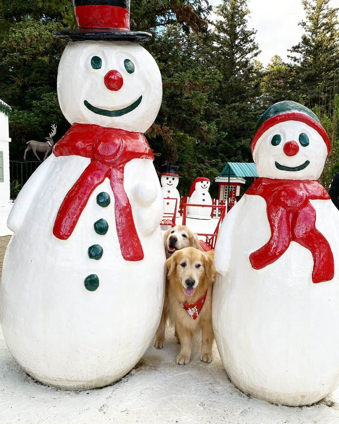 Bobさんのインスタグラム写真 - (BobInstagram)「Último dia de Gramado rolou visita na @aldeiadopapainoel que é Petfriendly 👏 🎄🎅🏻🐾🐾 , e fechamos o último jantar na cidade no @joaquinarestaurantefondue 🔝🔝.  Adoramos a viagem a Gramado, conhecemos o famoso Natal Luz da cidade, e descobrimos que existe muitas opções Petfriendly e passeios incríveis próximos do centrinho da cidade e que devem ser visitados🐾 . #ExpediçõesOlaPet #HyundaiPets . Destino: Gramado - RS Passeio: @aldeiadopapainoel  Restaurante: @joaquinarestaurantefondue  . #gramado #riograndedosul #natalluzgramado #petfriendly #roteiros #destinos #destinopetfriendly #viagemcompets #dicasdeviagem #dogs #dogsofinstagram #doglovers #pets #petlovers #petsofinstagram #instagram #instagramers #turismo #hotelaria #gastronomia #fondue #brasil #hyundai #creta」11月1日 8時41分 - bob_marley_goldenretriever