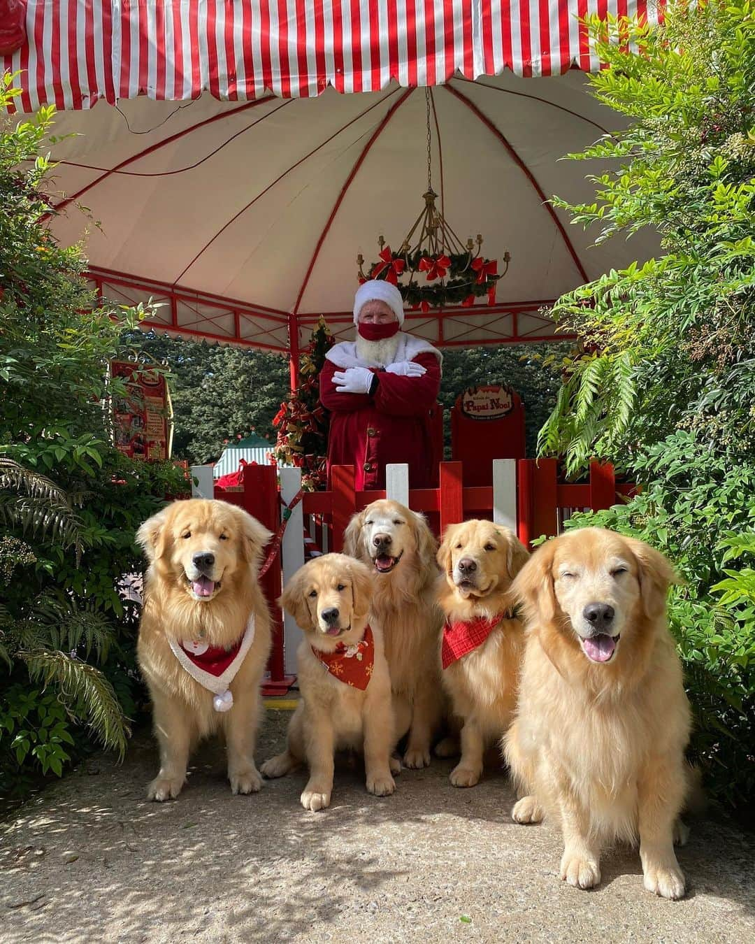 Bobさんのインスタグラム写真 - (BobInstagram)「Último dia de Gramado rolou visita na @aldeiadopapainoel que é Petfriendly 👏 🎄🎅🏻🐾🐾 , e fechamos o último jantar na cidade no @joaquinarestaurantefondue 🔝🔝.  Adoramos a viagem a Gramado, conhecemos o famoso Natal Luz da cidade, e descobrimos que existe muitas opções Petfriendly e passeios incríveis próximos do centrinho da cidade e que devem ser visitados🐾 . #ExpediçõesOlaPet #HyundaiPets . Destino: Gramado - RS Passeio: @aldeiadopapainoel  Restaurante: @joaquinarestaurantefondue  . #gramado #riograndedosul #natalluzgramado #petfriendly #roteiros #destinos #destinopetfriendly #viagemcompets #dicasdeviagem #dogs #dogsofinstagram #doglovers #pets #petlovers #petsofinstagram #instagram #instagramers #turismo #hotelaria #gastronomia #fondue #brasil #hyundai #creta」11月1日 8時41分 - bob_marley_goldenretriever