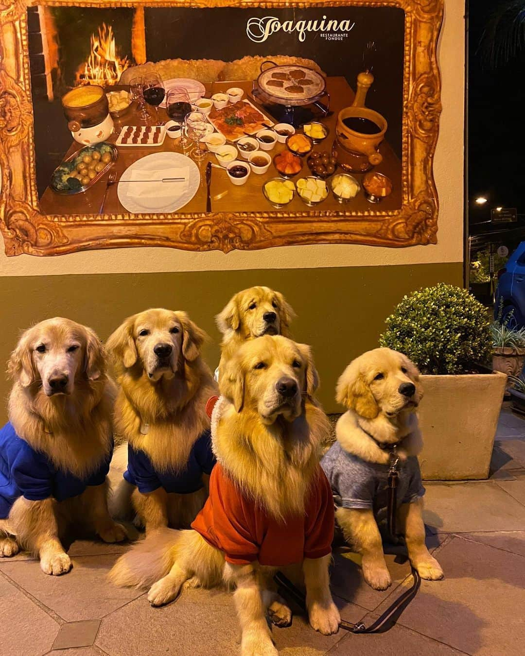 Bobさんのインスタグラム写真 - (BobInstagram)「Último dia de Gramado rolou visita na @aldeiadopapainoel que é Petfriendly 👏 🎄🎅🏻🐾🐾 , e fechamos o último jantar na cidade no @joaquinarestaurantefondue 🔝🔝.  Adoramos a viagem a Gramado, conhecemos o famoso Natal Luz da cidade, e descobrimos que existe muitas opções Petfriendly e passeios incríveis próximos do centrinho da cidade e que devem ser visitados🐾 . #ExpediçõesOlaPet #HyundaiPets . Destino: Gramado - RS Passeio: @aldeiadopapainoel  Restaurante: @joaquinarestaurantefondue  . #gramado #riograndedosul #natalluzgramado #petfriendly #roteiros #destinos #destinopetfriendly #viagemcompets #dicasdeviagem #dogs #dogsofinstagram #doglovers #pets #petlovers #petsofinstagram #instagram #instagramers #turismo #hotelaria #gastronomia #fondue #brasil #hyundai #creta」11月1日 8時41分 - bob_marley_goldenretriever