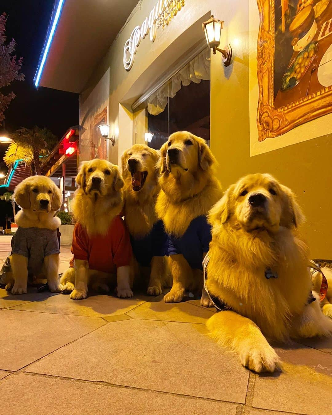 Bobさんのインスタグラム写真 - (BobInstagram)「Último dia de Gramado rolou visita na @aldeiadopapainoel que é Petfriendly 👏 🎄🎅🏻🐾🐾 , e fechamos o último jantar na cidade no @joaquinarestaurantefondue 🔝🔝.  Adoramos a viagem a Gramado, conhecemos o famoso Natal Luz da cidade, e descobrimos que existe muitas opções Petfriendly e passeios incríveis próximos do centrinho da cidade e que devem ser visitados🐾 . #ExpediçõesOlaPet #HyundaiPets . Destino: Gramado - RS Passeio: @aldeiadopapainoel  Restaurante: @joaquinarestaurantefondue  . #gramado #riograndedosul #natalluzgramado #petfriendly #roteiros #destinos #destinopetfriendly #viagemcompets #dicasdeviagem #dogs #dogsofinstagram #doglovers #pets #petlovers #petsofinstagram #instagram #instagramers #turismo #hotelaria #gastronomia #fondue #brasil #hyundai #creta」11月1日 8時41分 - bob_marley_goldenretriever