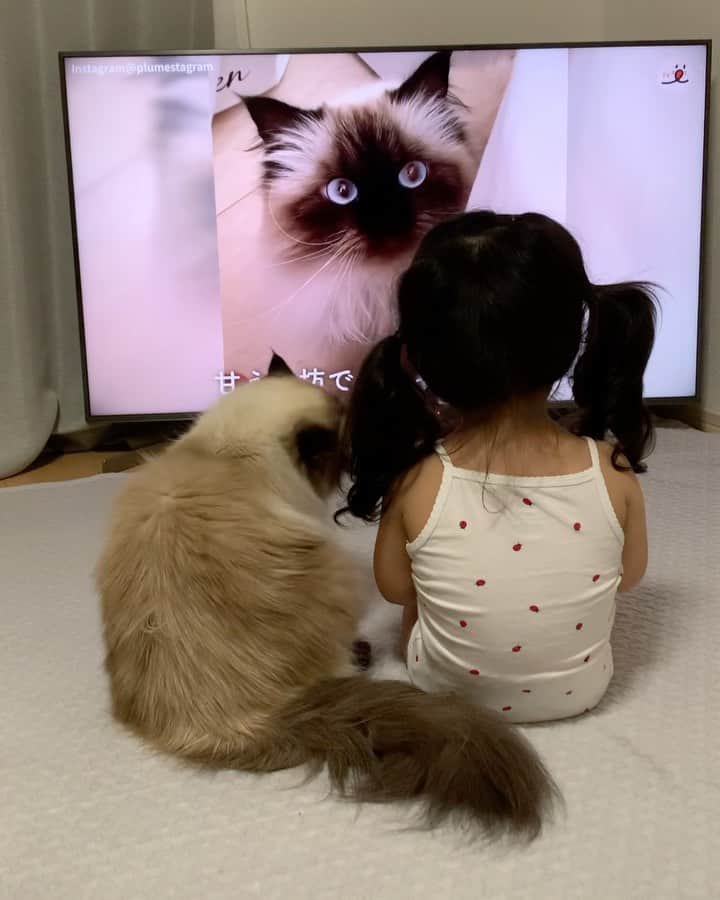 のインスタグラム：「PECOさんがプリュムとベビの姉妹動画を作ってくれたよ👧🏼💞👧🏻 YouTubeのリンクはストーリーに貼っておくから見てね💁🏻‍♀️🎞  一人っ子だったプリュムの成長物語👶🏼💓今でもヤキモチ妬きだけど…成長しました🥺✨  @pecocats  @pecotv  . . . . #プリュムのいる生活 #猫のいる暮らし  #ヒマラヤン  #赤ちゃんと猫  #もふもふ#ヒマラニャンズ  #猫  #ねこ  #ペコねこ部#仲良し#姉妹#成長記録#baby#sisters#iloveyou#bff#friends  #lol#funny#sisters#fluffycat#癒し#🐈 #고양이  #ilovecats  #himalayancat  #catsofinstagram #catloversclub  #bestmeow#bestcats_oftheworld  #weeklyfluff」
