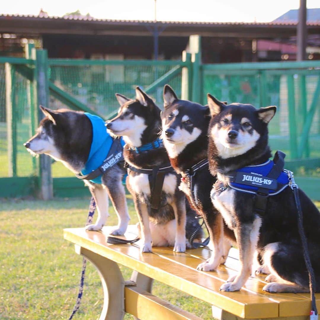 vo_coのインスタグラム：「🎃🐾 昨日は内房まて足を伸ばして、久しぶりの柴犬ミーティング🐾 お陸ちゃま @kuroshibariku  凪ちゃん @naginagi0120  コタロー先輩 @kanabunsan  うちのこたつ 4黒柴が超柴犬的ソーシャルディスタンスで集合！ それぞれは何度か顔合わせしていたものの、この4垢での集合は初めて！うち的には6-7年越しにかなぶんさんにお会い出来たのが感慨深かったー（コナちゃん来れなくて残念！） 飼い主達は犬以外での共通の趣味や話題が尽きず、時間が経つのを忘れました また集まりましょうね〜！ ＊ 余談 久々に一眼出したらROGANの弊害で全然ピンが合わなくて泣いた😭 * #四黒柴の集い #一眼ならぬ老眼レフ #shibastagram #instashiba #shiba #shibainu #黒柴 #柴犬」