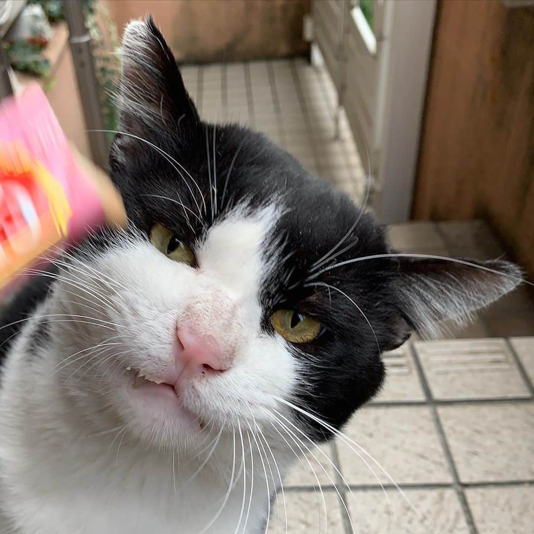 Kachimo Yoshimatsuさんのインスタグラム写真 - (Kachimo YoshimatsuInstagram)「おはようイカスミ！ Good Morning Ikasumi! #uchinonekora #ikasumi #neko #cat #catstagram #kachimo #猫 #ねこ #うちの猫ら http://kachimo.exblog.jp」11月1日 9時01分 - kachimo