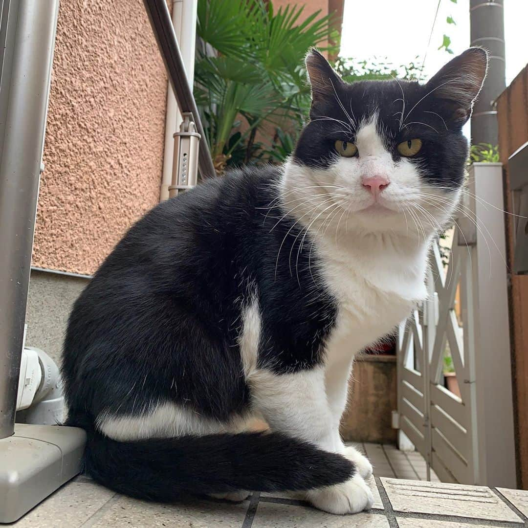 Kachimo Yoshimatsuさんのインスタグラム写真 - (Kachimo YoshimatsuInstagram)「おはようイカスミ！ Good Morning Ikasumi! #uchinonekora #ikasumi #neko #cat #catstagram #kachimo #猫 #ねこ #うちの猫ら http://kachimo.exblog.jp」11月1日 9時01分 - kachimo