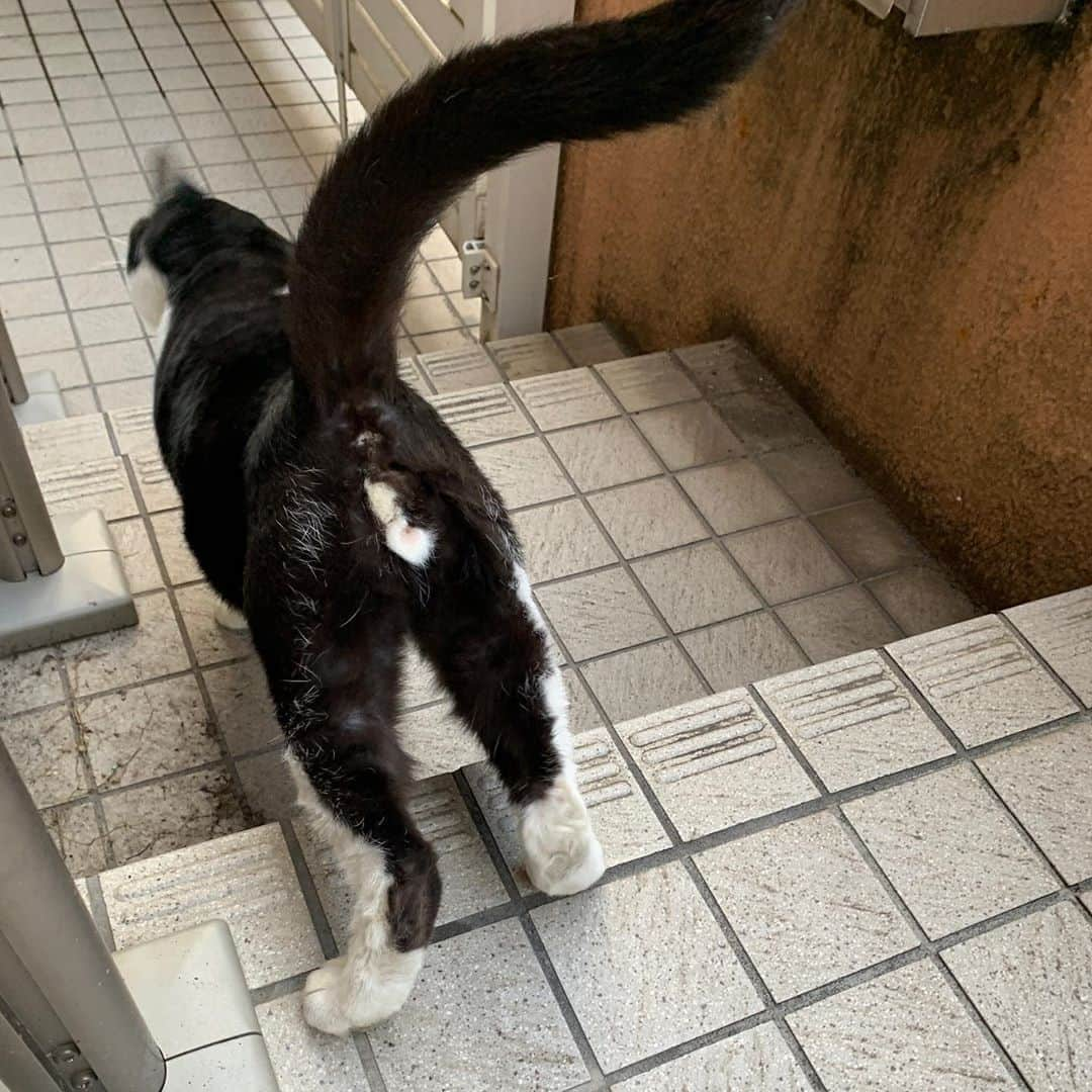 Kachimo Yoshimatsuさんのインスタグラム写真 - (Kachimo YoshimatsuInstagram)「おはようイカスミ！ Good Morning Ikasumi! #uchinonekora #ikasumi #neko #cat #catstagram #kachimo #猫 #ねこ #うちの猫ら http://kachimo.exblog.jp」11月1日 9時01分 - kachimo