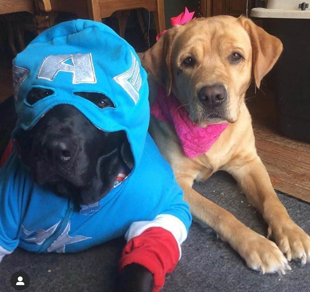 Jake And Gingerさんのインスタグラム写真 - (Jake And GingerInstagram)「Happy Halloween! #lab #labradorretriever #talesofalab #tailsofalab #halloweencostume #halloweendog #halloweendogs #halloweendogcostume」11月1日 9時05分 - jake_n_ginger