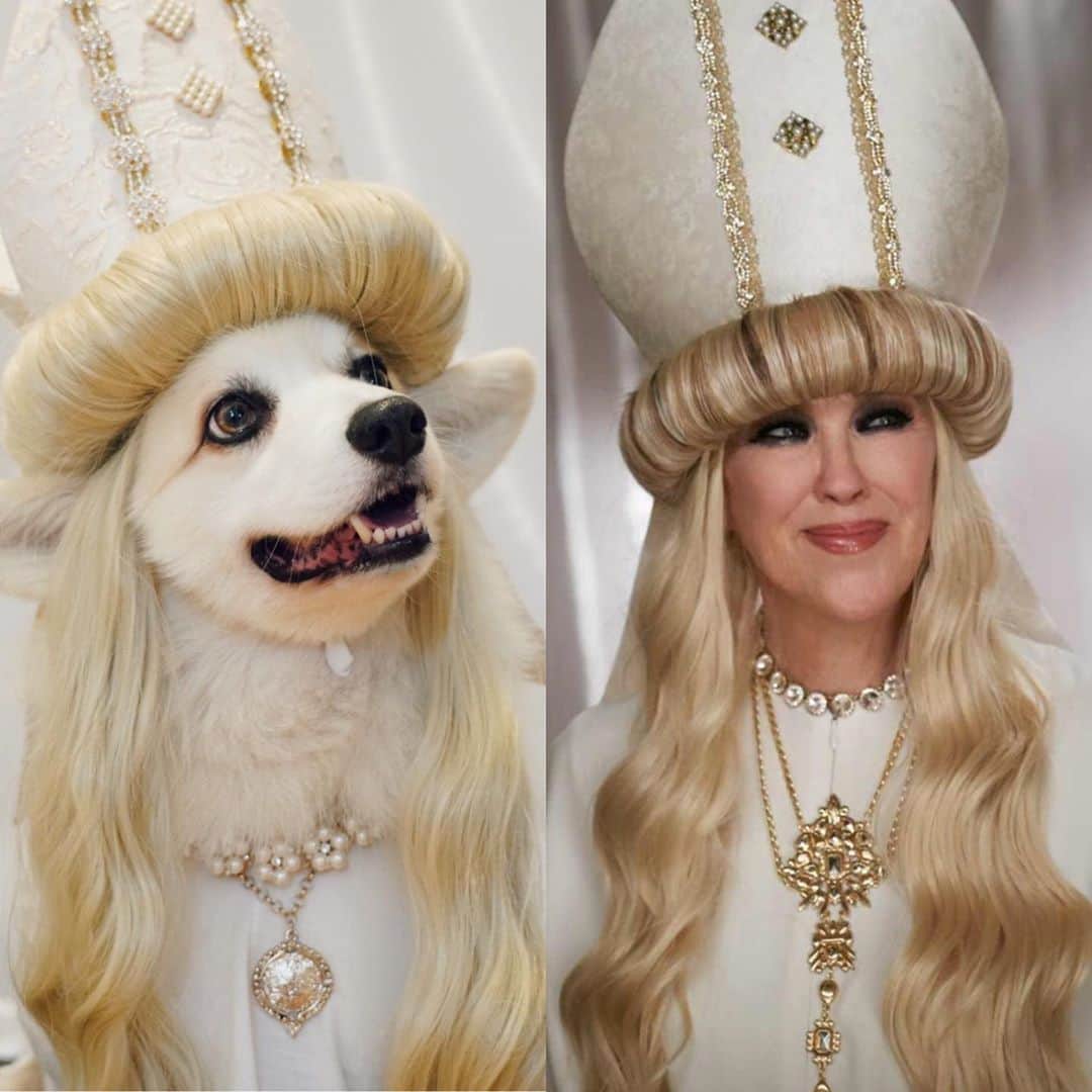 Winston the White Corgiのインスタグラム