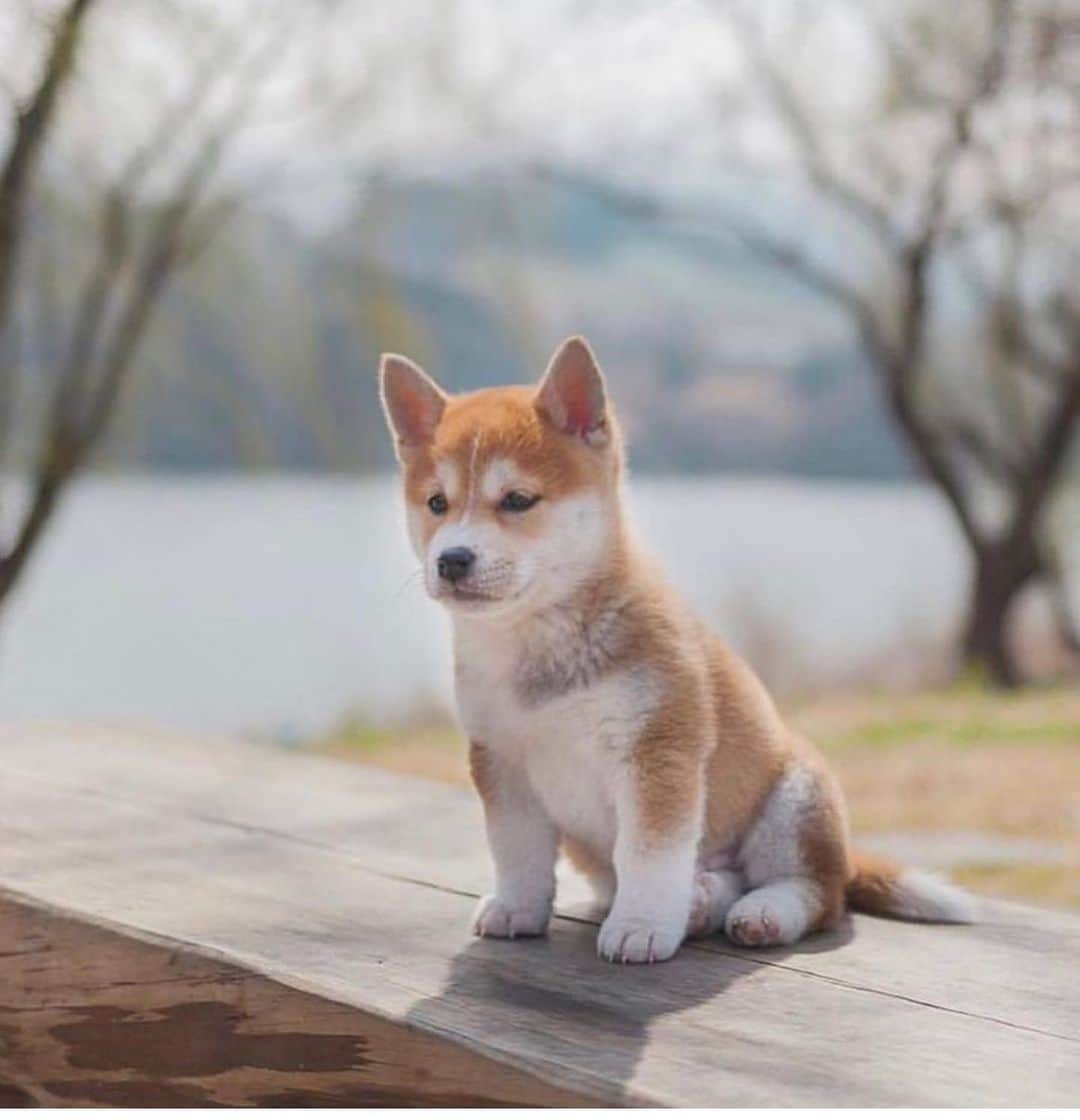 Style Fashion Luxuryのインスタグラム：「Cutest buddy ever 😍  Tag someone!」