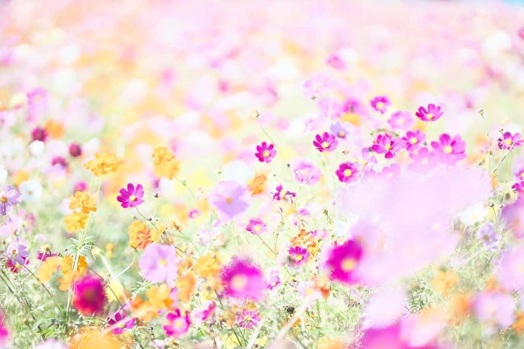 kiccyomuのインスタグラム：「☀️ 2020.11.01 Sun #あけぼの山農業公園 #コスモス 🌸 お花の便り💐 もうしばらくお届け😅 #心に花を  今日から11月ですネ 今月も元気に🤗  location #千葉 📷撮影 2020年10月25日」