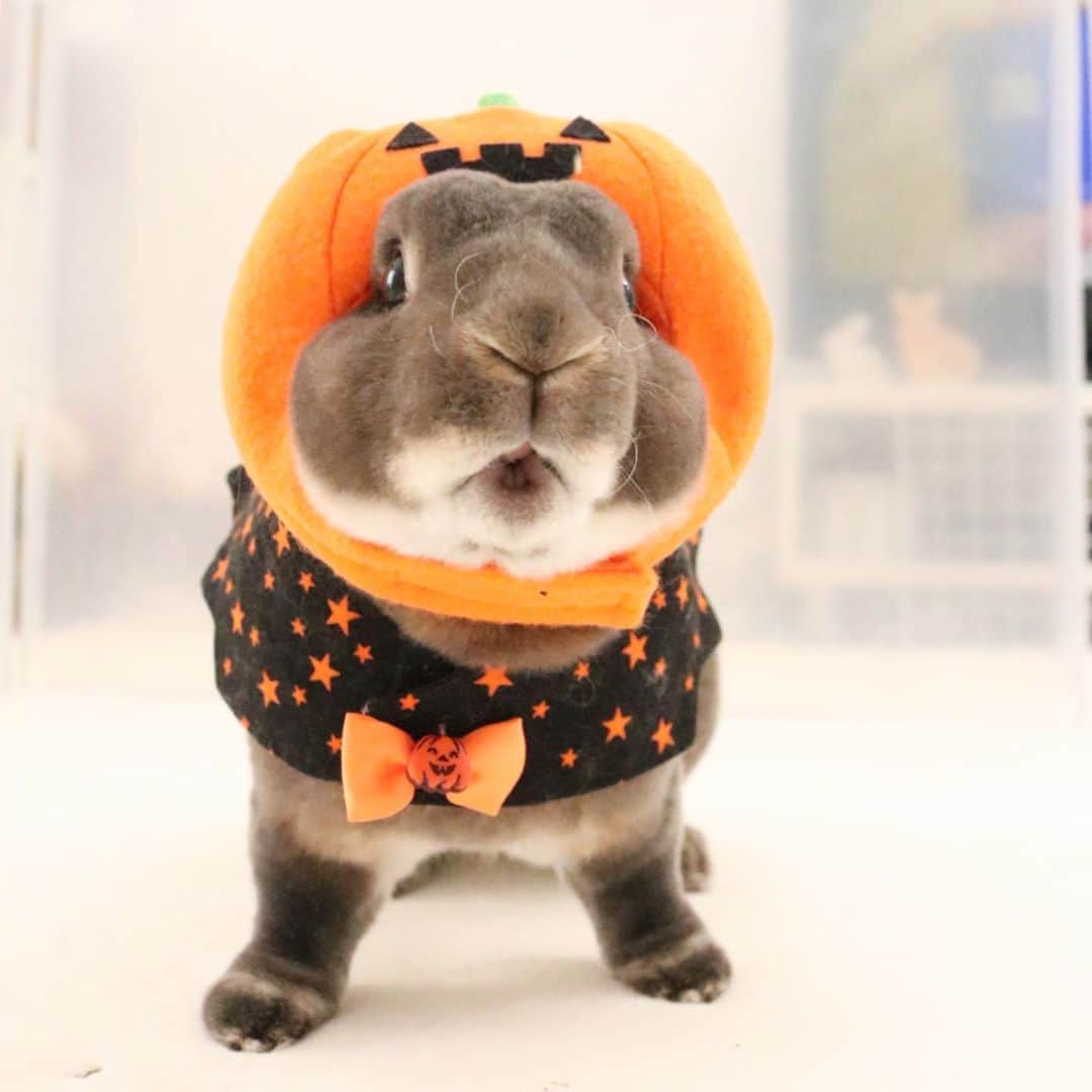 Kayoのインスタグラム：「ボクの全集中初ハロウィン終了♪ ちいさいかぼちゃ🎃にも全集中で挑んでた❤︎ 『鬼滅の刃』昨日14話してて、やっと伊之助が分かった！」