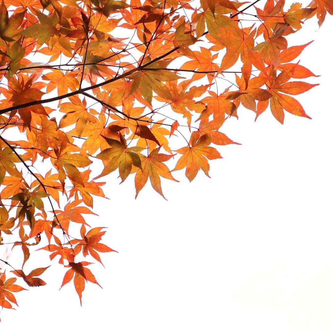 harumiのインスタグラム：「Hello November!🍁🍁🍁. . ちょっとずつ色づいてきた🍁」