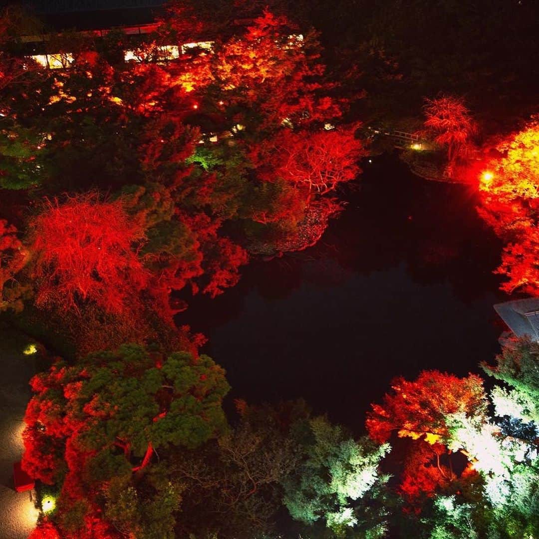 八芳園さんのインスタグラム写真 - (八芳園Instagram)「八芳園自慢の100本もみじが、庭園を紅く染め上げる。TOKYO RED GARDEN 2020🍁 . 本日よりスタートした庭園のライトアップ。 . 今年、遠くまで紅葉を見にいくことができない皆さまに日本の秋の美しい姿を、ここ東京でも味わっていただきたい。 . そんな想いから TOKYO RED GARDENを開催いたします。 . 400年の歴史を紡いできた庭園に息づく木々たちは 自然そのものの美しさと力強さを、 私たちに語りかけます。 . 歩みを進めたり足を止めて眺めたり、 先人たちが現代に残してきたこの芸術を 心のままに受け入れ、感じ、 東京の紅葉狩りをお愉しみください。 . また、今年のTOKYO RED GARDENでは 「赤」をテーマとしたフォトコンテストも開催中。 . . TOKYO RED GARDEN 2020に 訪れた際には #tokyoredgarden の ハッシュタグをつけて、 Instagramに庭園の写真を投稿してみてください。 . ENJYUでのお食事や、 Thrush Caféでのデザートなどの賞品も ご用意しております。 . こちらのコンテストには八芳園以外で撮影した写真も、 ご応募していただけます。 . 美しさを感じ、探し、表現する秋を、 お愉しみくださいませ。 . ————————————— 庭園ライトアップ期間 11月1日(日)〜12月15日(火) 17:00〜21:00 庭園入場料無料 ———————————— . ご不明な点がございましたら、コメント・DMにてお問い合わせください。 . . #八芳園 #結婚式場 . #日本庭園 #自然 #紅葉 #紅葉スポット #紅葉ライトアップ #人物写真 #港区 . #東京観光  #東京カメラ部  #自然が好き #庭好き　#写真好き  #写真好きな人と繋がりたい  #カメラ好きな人と繋がりたい  #風景写真を撮るのが好きな人と繋がりたい  #その瞬間に物語を  . #和装結婚式 #式場探し #プレ花嫁さんと繋がりたい . #japan #japanesegarden  #tokyotrip  #forbestravelguide #tokyotodo  #tokyotokyo . #フォトコンテスト #キャンペーン実施中」11月1日 19時13分 - happoen