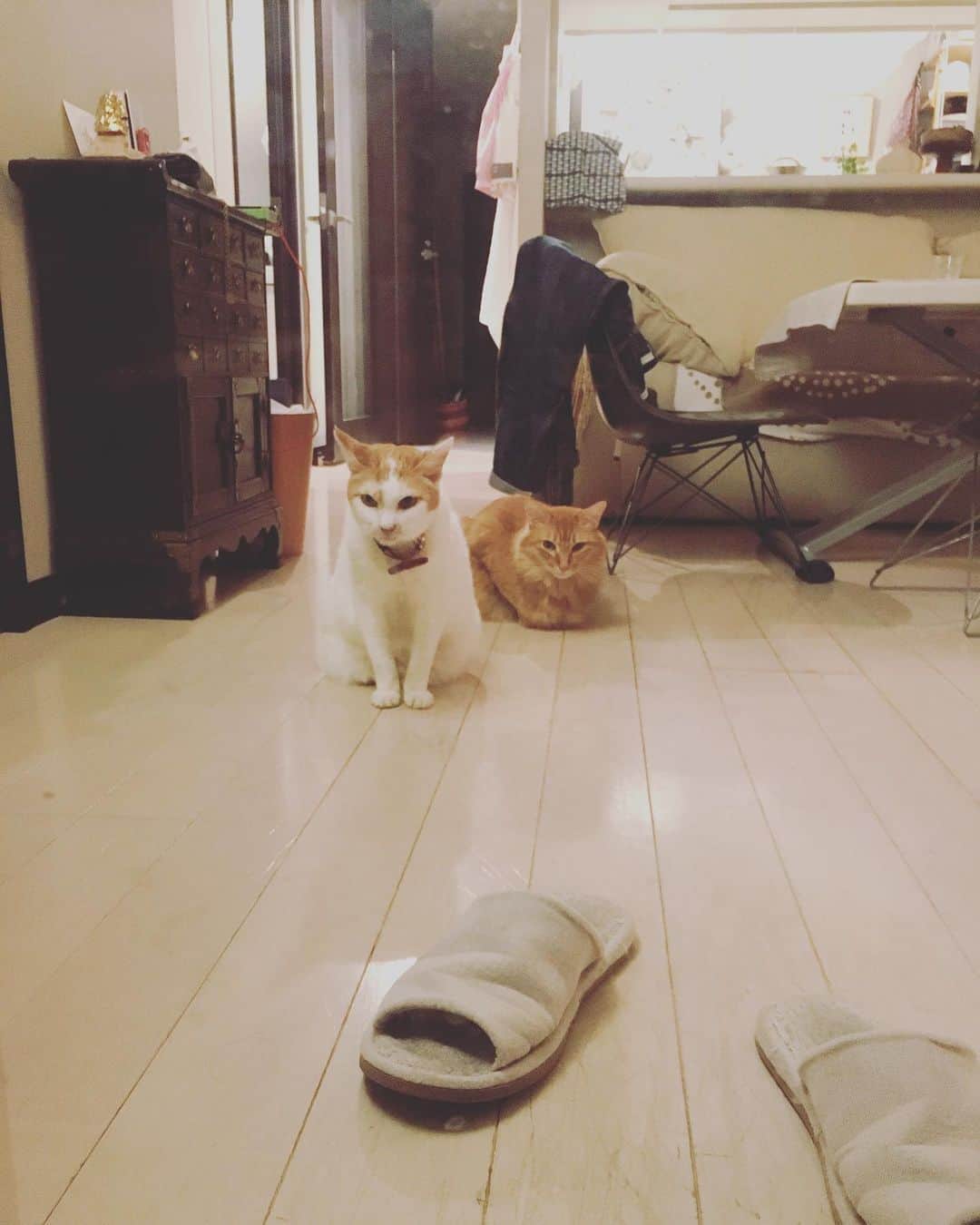 のインスタグラム：「振り返ったら真剣な面持ちで、おやつ待ちをしていたチャネコーズのご両猫。  坊っちゃんは焼きかつお、イオちゃんは乳酸菌入りのちゅ〜るです。  #CHANECHOES  #ユピ坊　#猫沢イオ」