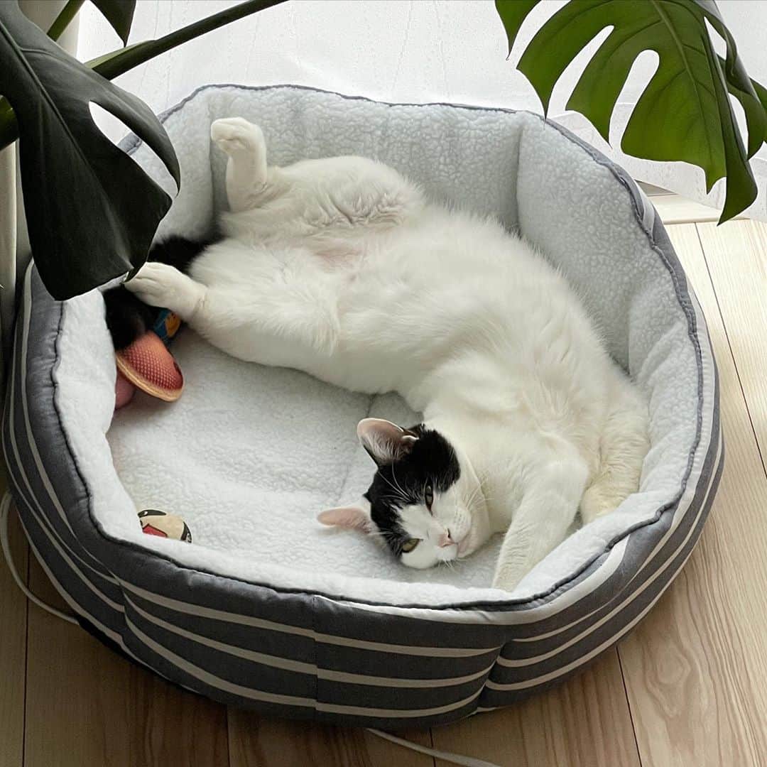 KAZUYAのインスタグラム：「今日のにゃんこ63。 今日もすごい体勢で寝てますね…。 #猫 #猫のいる暮らし #cat」