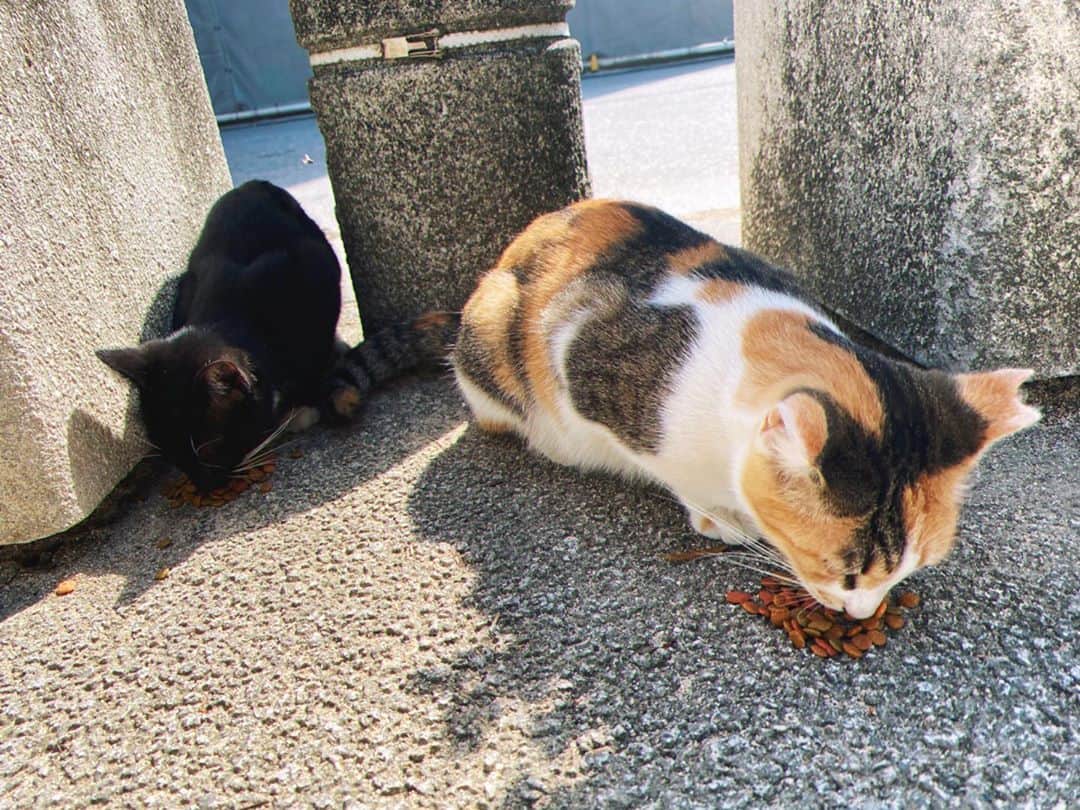太田夢莉さんのインスタグラム写真 - (太田夢莉Instagram)「  猫にも会えました。サチ。 」11月1日 19時17分 - yustagram12