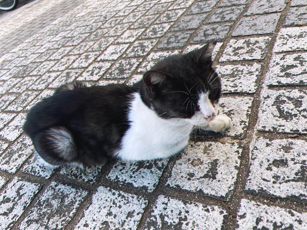 太田夢莉さんのインスタグラム写真 - (太田夢莉Instagram)「  猫にも会えました。サチ。 」11月1日 19時17分 - yustagram12