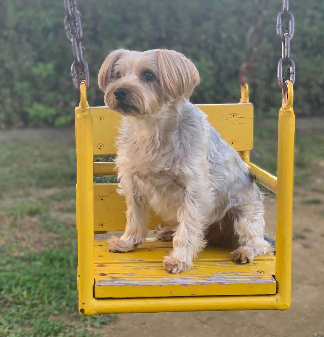 高崎寛之さんのインスタグラム写真 - (高崎寛之Instagram)「愛犬の日🐶 高崎九兵衛🎃🐝  https://minne.com/@qp-doggies」11月1日 19時19分 - hiro0317