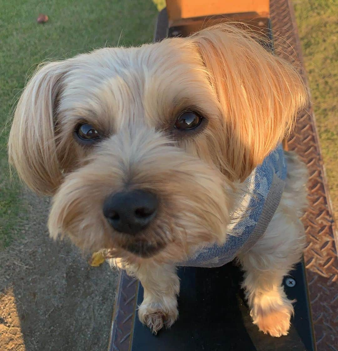 高崎寛之さんのインスタグラム写真 - (高崎寛之Instagram)「愛犬の日🐶 高崎九兵衛🎃🐝  https://minne.com/@qp-doggies」11月1日 19時19分 - hiro0317