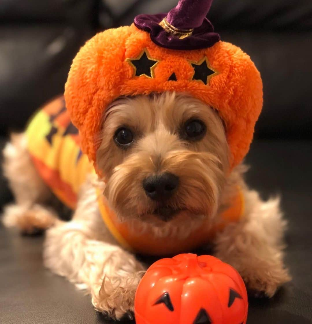 高崎寛之のインスタグラム：「愛犬の日🐶 高崎九兵衛🎃🐝  https://minne.com/@qp-doggies」