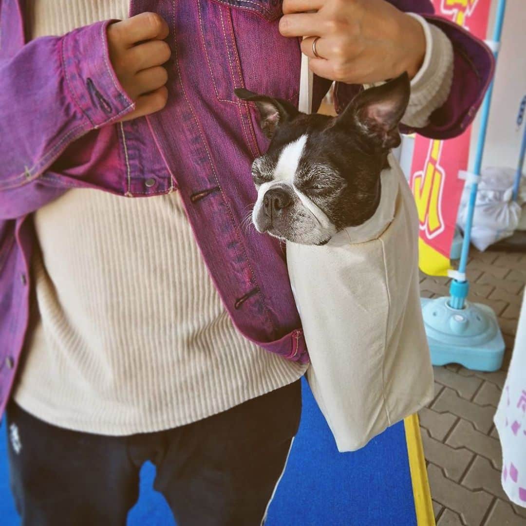Blumio（ブルーミオ）のインスタグラム：「犬の袋詰め  Dog in a bag  #sustainable」