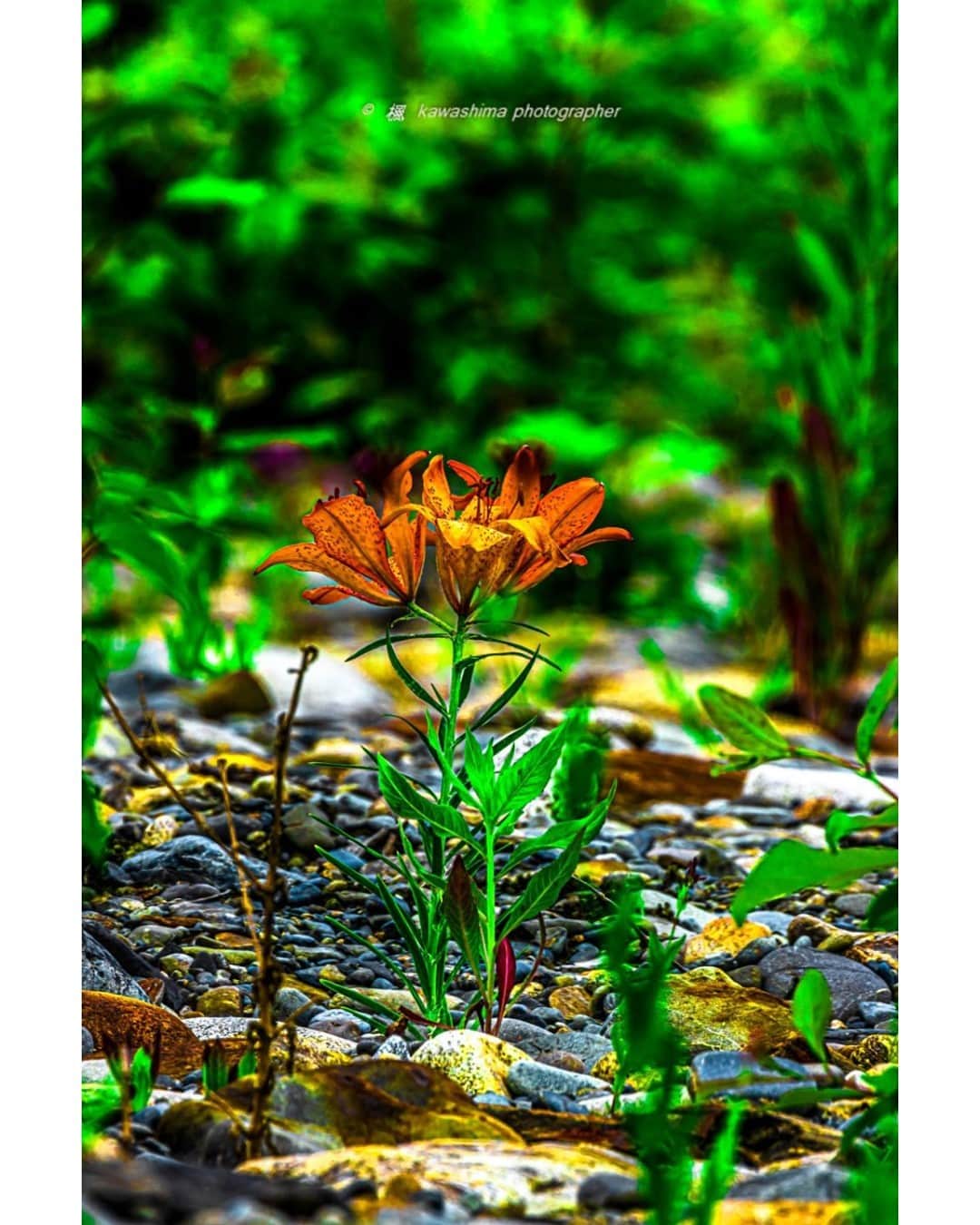 花の写真館のインスタグラム：「Photo by 川島吉政.⠀ .⠀ Original Post[投稿いただいたURL]⠀ https://www.facebook.com/photo.php?fbid=1777447849075899⠀ .⠀ 本アカウントは、 #私の花の写真 をつけてInstagramに投稿された皆さまの花の写真や、「花の写真館」Facebookページで投稿された花の写真を紹介します。⠀ 「花の写真館」Facebookページは、「 @floral.photograph 」のプロフィールにあるURLからご覧ください。⠀ .⠀ ※各自、政府、自治体など公的機関の指示に従った行動をお願いします。⠀⠀ 東京カメラ部および分室では、写真を「見る楽しみ」を提供することを通して、微力ながら皆様にわずかな時間でも癒しをお届けしたいと思っております。⠀ ※本アカウントは東京カメラ部がFacebook、Instagramのサービスを利用して運営しているもので、Facebook社・Instagramとは一切関係ありません。⠀ .⠀ #花の写真館 #floralphotograph #floralphoto #flower #flowers⠀ Follow: @floral.photograph」