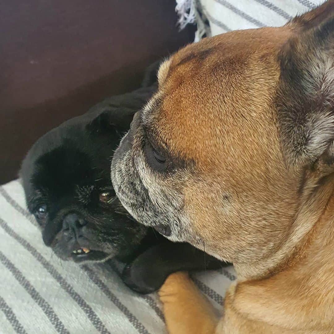 Nikitaのインスタグラム：「#pug nikita # bambi  y twist」
