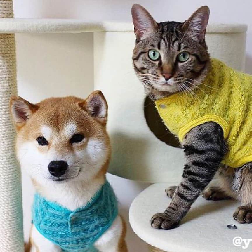 ゆうとろ（柴犬ゆうと猫のとろ）のインスタグラム