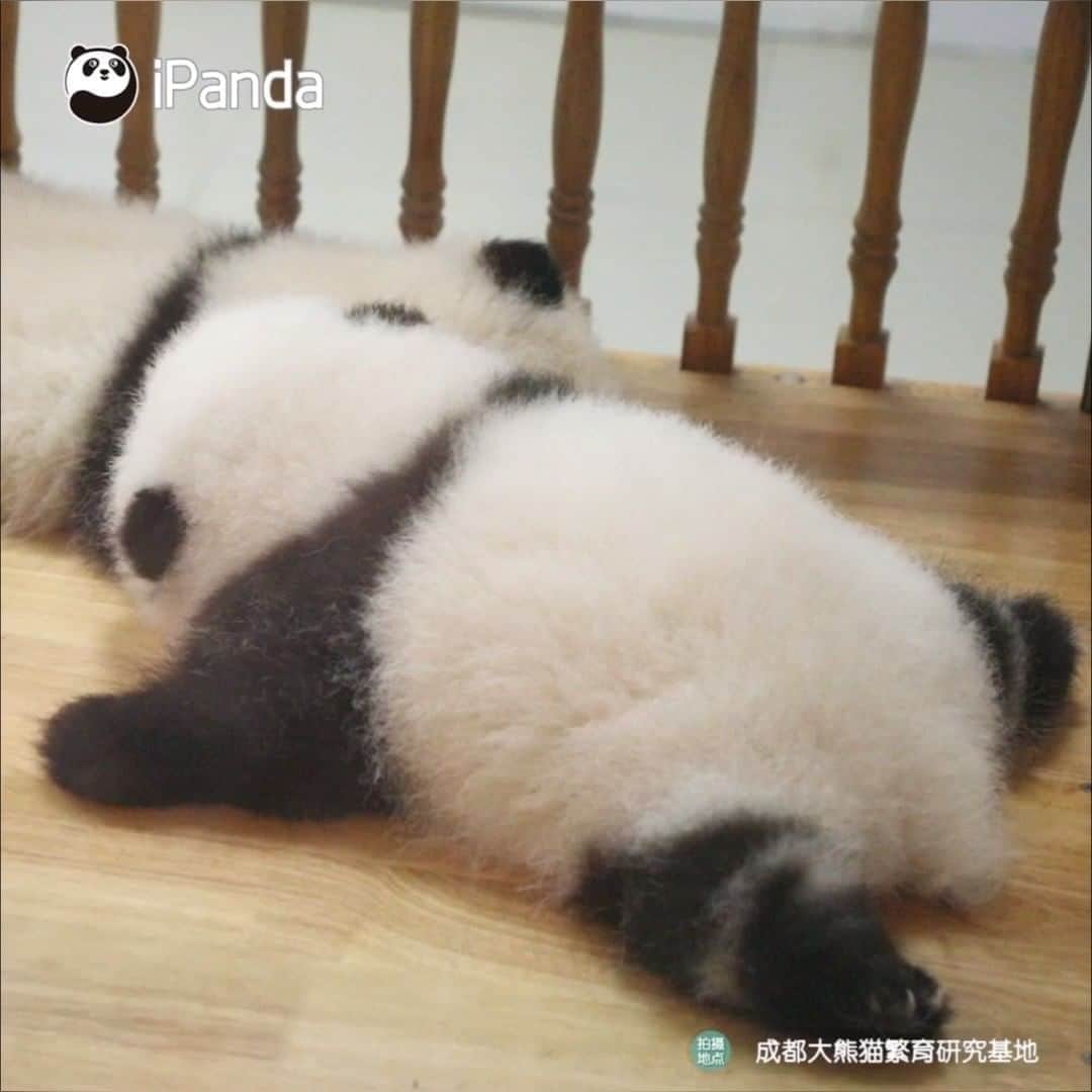 iPandaのインスタグラム
