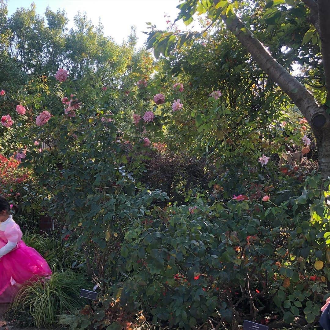 犬山紙子さんのインスタグラム写真 - (犬山紙子Instagram)「🌹秋バラの季節🌹 昨日今日と２つのローズガーデンに。これは昨日、ハロウィンの。 横浜のイングリッシュローズガーデン！ #いぬチャゲ」11月1日 20時04分 - inuyamakamiko