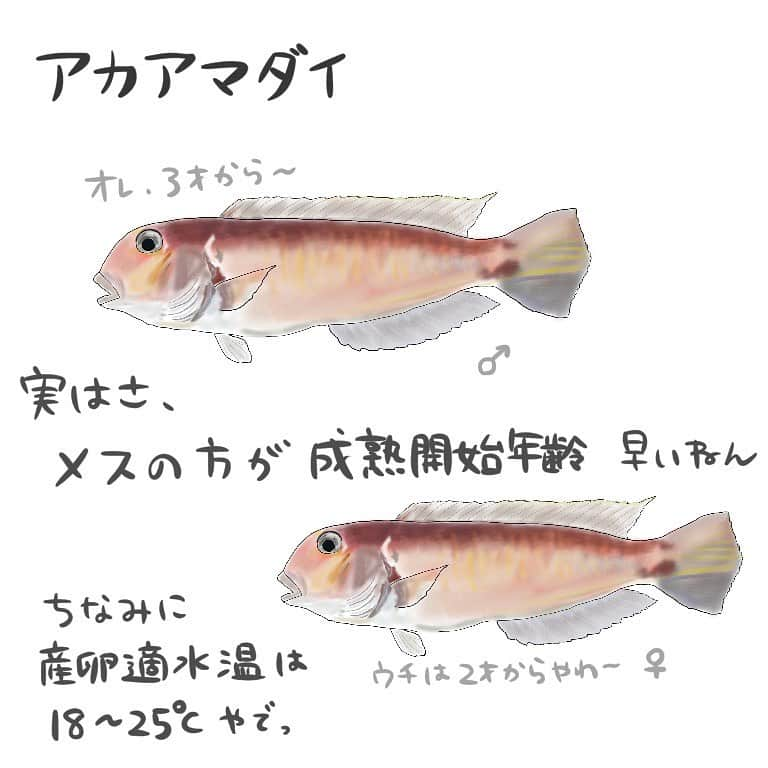 高本采実のインスタグラム