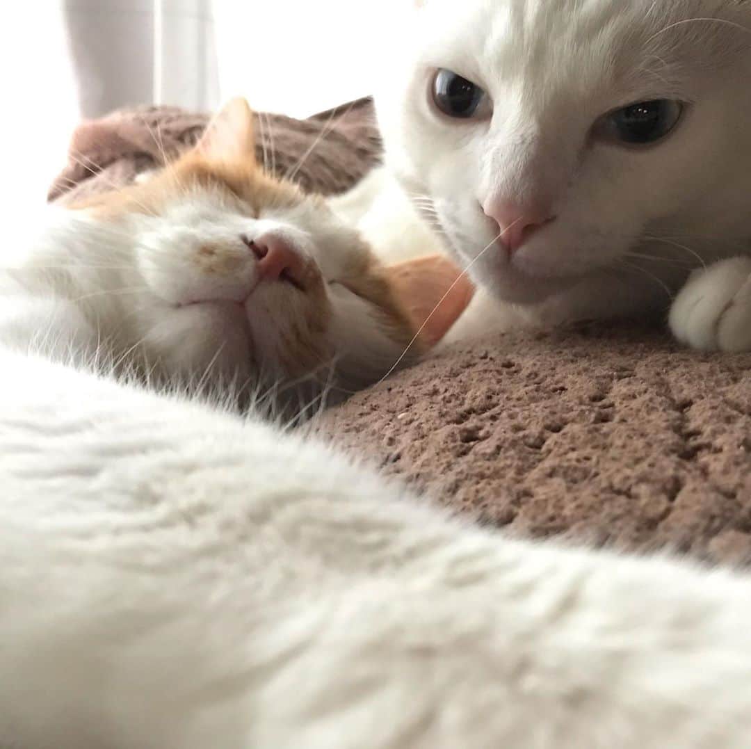 きなり & むぎのインスタグラム