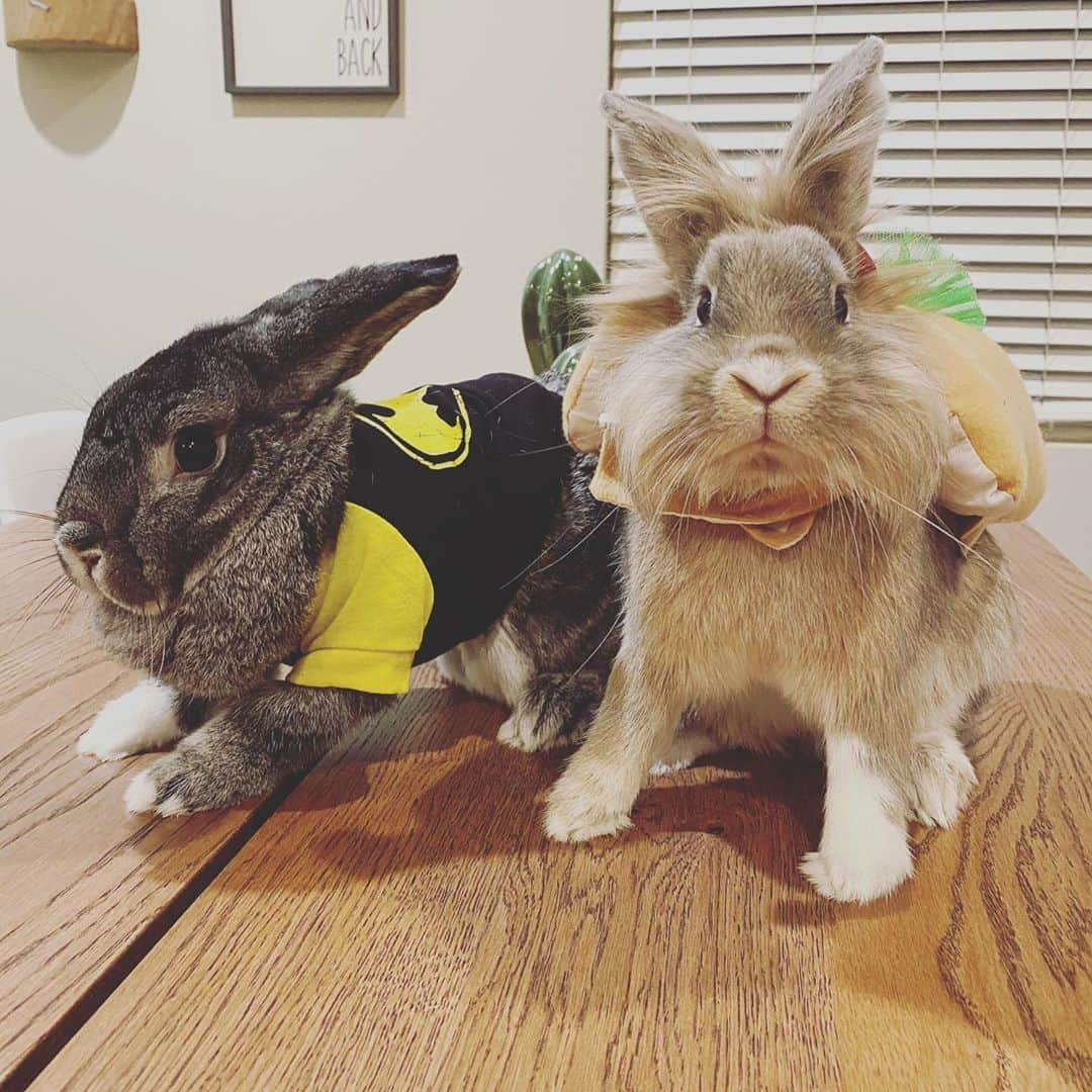 マライア・ベルさんのインスタグラム写真 - (マライア・ベルInstagram)「For Halloween this year Gizmo dressed as a scared Batman and Turbo a mad hotdog, enjoy! 😍🤣」11月1日 11時41分 - mariahsk8rbell