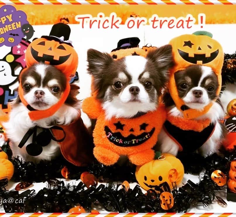 のインスタグラム：「13歳、もうすぐ二歳、４歳のハロウィン🎃2020😊  #halloween  #チワワ #chihuahua  #ちわわ部  #chihuahuastagram  #チワワ多頭飼い  #cutydog #いぬすたぐらむ  #犬小屋 #canon  #canon_photos  #ファインダー越しの私の世界  #コスプレ #dogstagram #my_eos_photo」