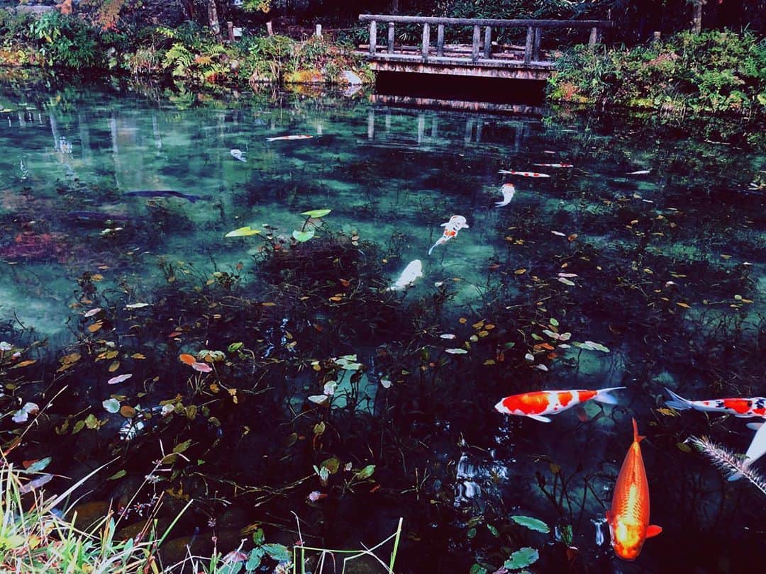 坂井幹のインスタグラム：「. . 岐阜県-モネの池 .  🌿🌲🌳🐟🍁💫 . #モネの池　#岐阜県　#朝活　#鯉　#自然」