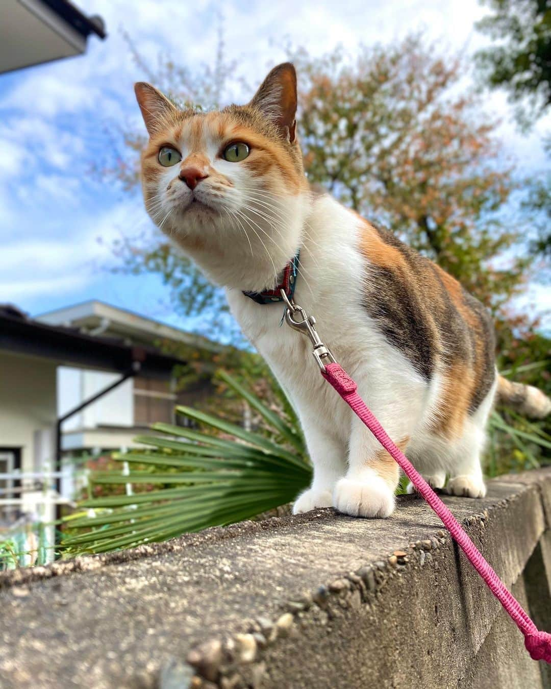 山田稔明のインスタグラム