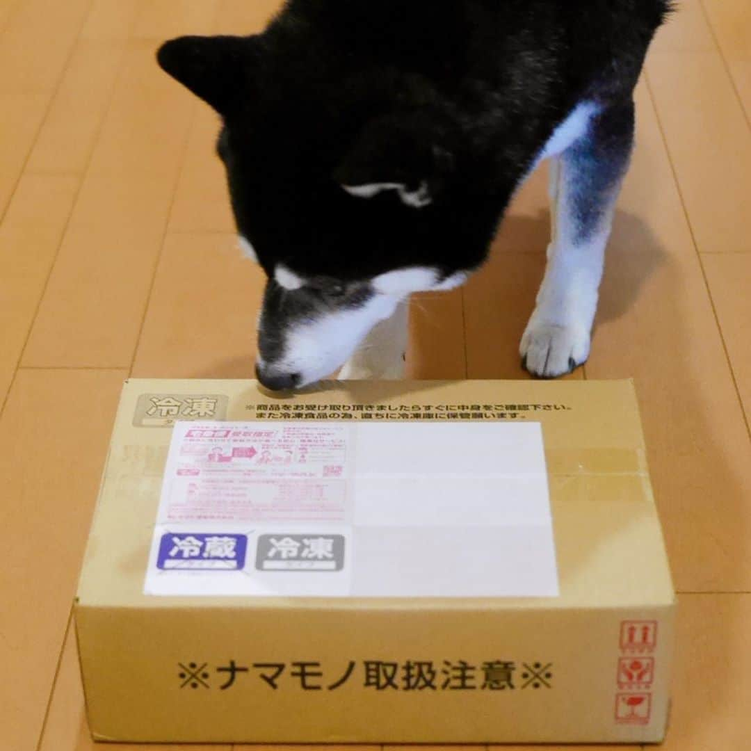 くろさんのインスタグラム写真 - (くろInstagram)「冷凍宅急便到着🐟📦 〜〜〜 🐟 焼くだけで料亭の味に！絶妙な塩加減の干物です！ 半額セールで送料無料1,599円！更に2個で500円OFFクーポンあり！まさに白身のトロ！人気の高級魚のどぐろ一夜干し（一人前/中型サイズ約120g前後）×2尾入り【ノドグロ】【干物】【一夜干し】 〜〜〜 プロフリンクの楽天ROOMからポチれます📱 #ノドグロ一夜干し #のどぐろ一夜干し #一夜干し #越前かに職人甲羅組 #送料込み #楽天派 #豆も気になるぅ #恒例の豆さんチェック」11月1日 12時28分 - m6bmw