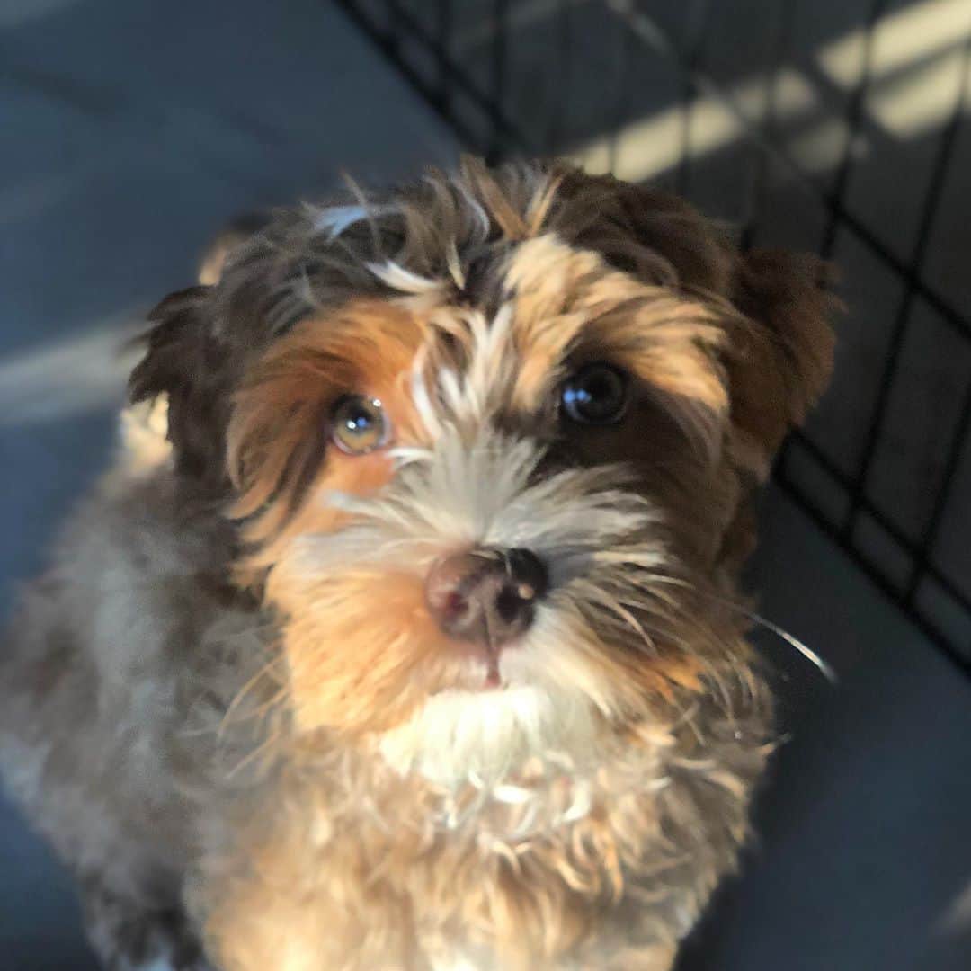 ジェニファー・グレイのインスタグラム：「winnie says: please VOTE.  #vote #election2020 #voteforchange #votebidenharris2020 #voterturnout #thisisit #ifnotnowwhen #wecandothis #voteyourvalues」