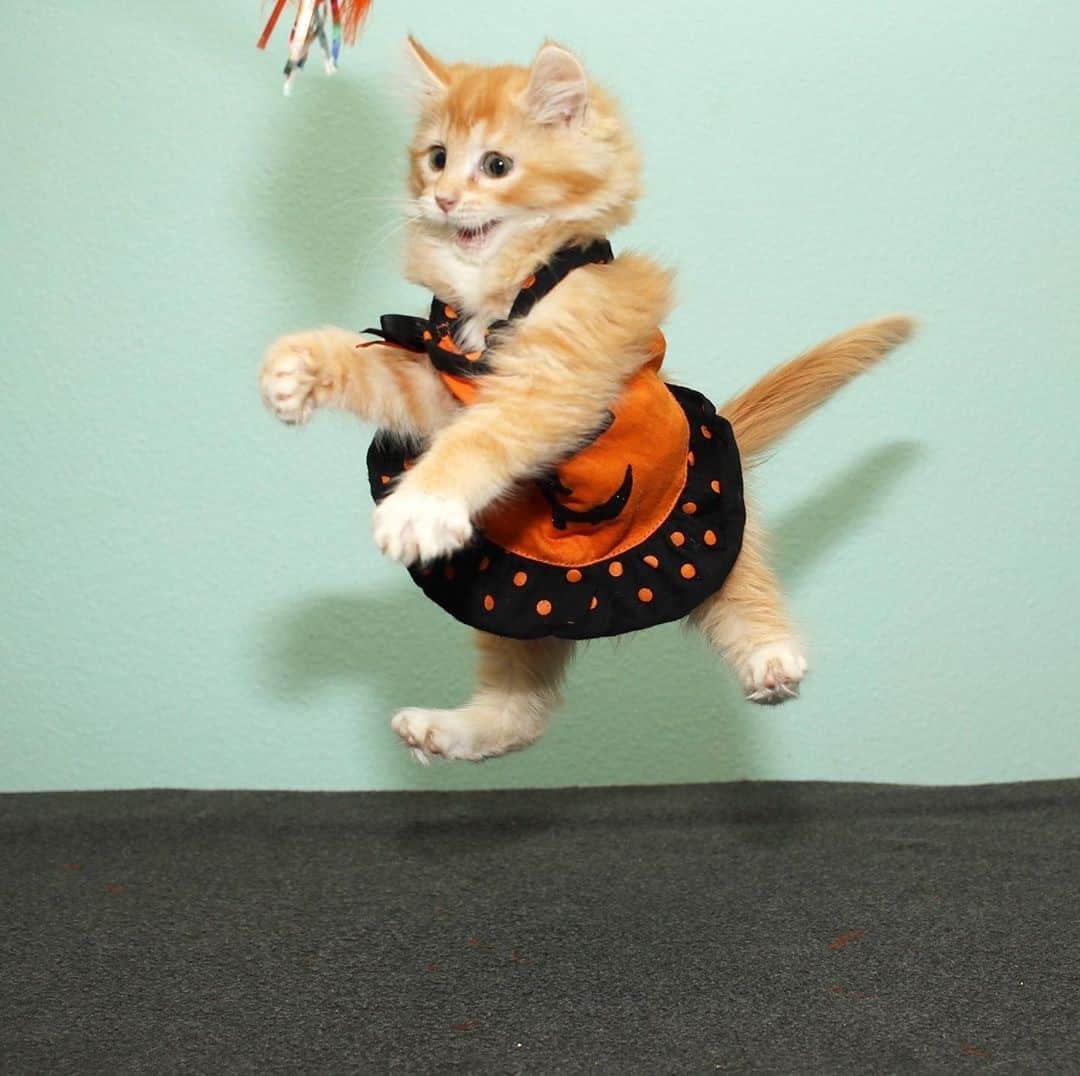 Cats of Instagramさんのインスタグラム写真 - (Cats of InstagramInstagram)「From @love2foster: “It’s pumpkin time. 🎃” #catsofinstagram」11月1日 13時00分 - cats_of_instagram
