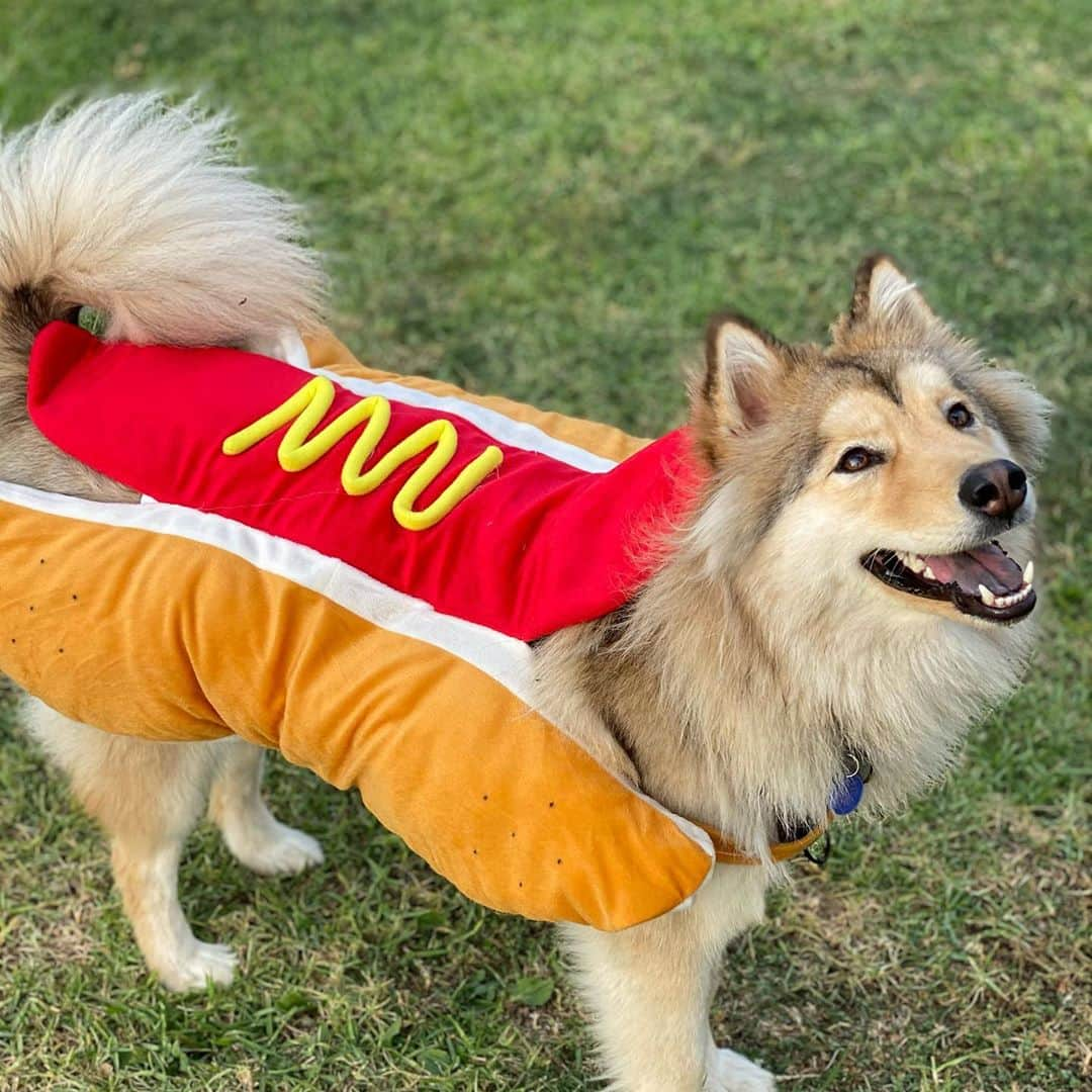 ミカ・タレッサ・トッドのインスタグラム：「What a hot dog 🤣🌭🎃」