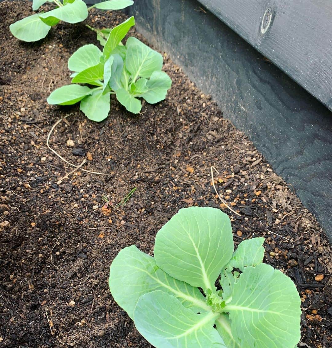 鈴木六夏さんのインスタグラム写真 - (鈴木六夏Instagram)「日曜日の午前中は庭仕事。  平日はほぼ見る余裕がないのに、 順調に育ってくれている野菜たち。 えらすぎるー✨秋の始めに植えた、さやえんどう、キャベツ、ブロッコリーたちも今のところスクスク成長中！」11月1日 13時28分 - rikuka.62
