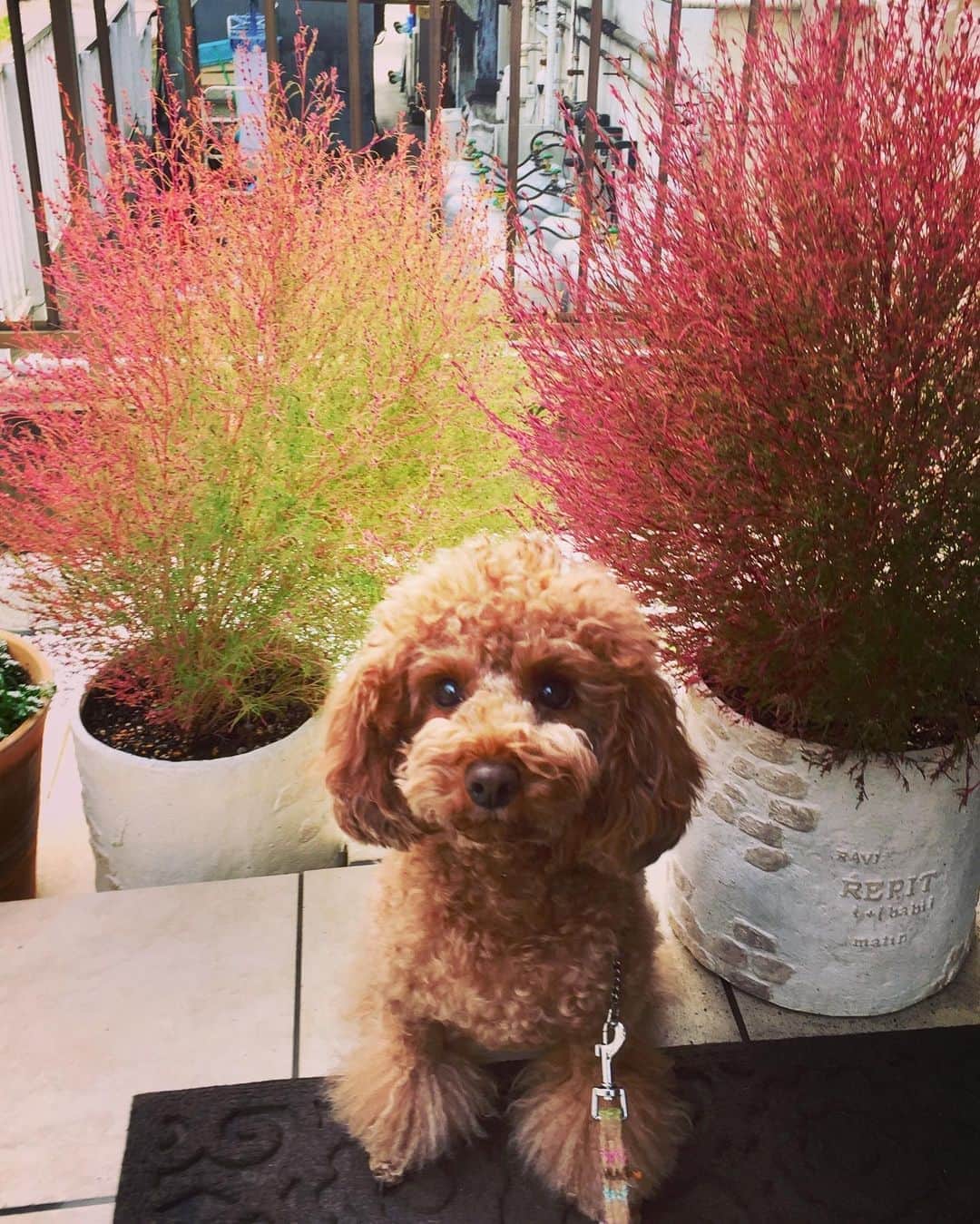 知念芽衣のインスタグラム