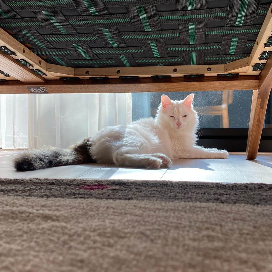 のインスタグラム：「てんてんを家族に迎えてから一年が経ちました☺️✨あっという間のようで、もうてんてんがいない生活がどうだったか思い出せないくらい長くいるような気もしています。沢山の笑顔が増えた我が家。本当に幸せを運んで来てくれてありがとう！！ #てんてんとの生活 #猫のいる暮らし #我が家のアイドル #保護猫　It’s been a year since Tenten became our family member! I just can’t remember how I lived without Tenten. Best decision we’ve ever made💙💙💙 Thank you for making our life so fun and full of love. We love you so much Tenten!:)) #lifewithtenten #1stanniversary #lovethisboy」