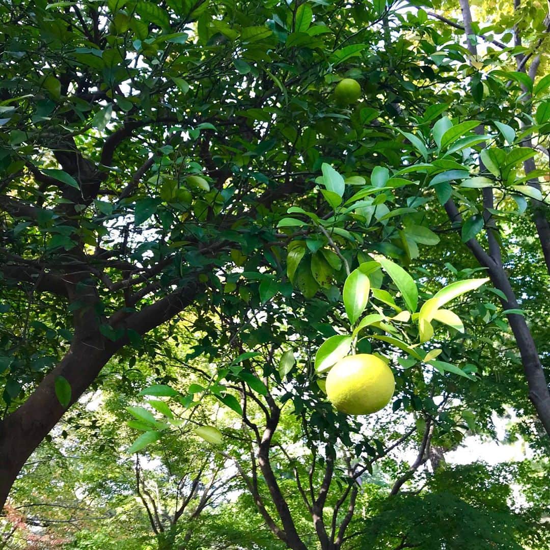 光野桃のインスタグラム：「秋は実。 ひとつだけ色づいてきたご近所の柑橘の木。 これからだんだん黄色くなるのが楽しみです。  #秋は実 #夏みかん？ #光色」