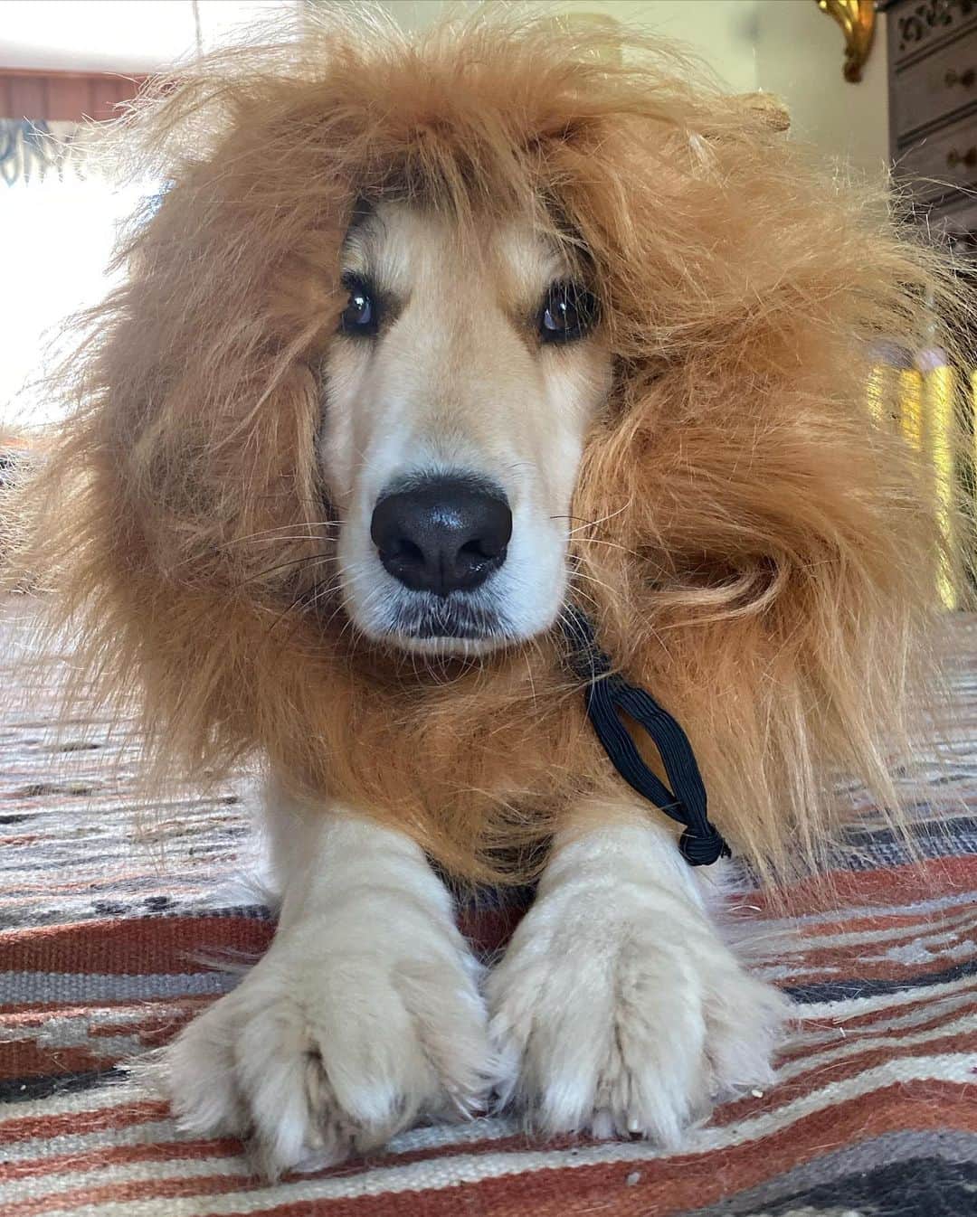 マティー・ノイズさんのインスタグラム写真 - (マティー・ノイズInstagram)「swipe for the best costume of all -> 🦁」11月1日 13時51分 - matynoyes