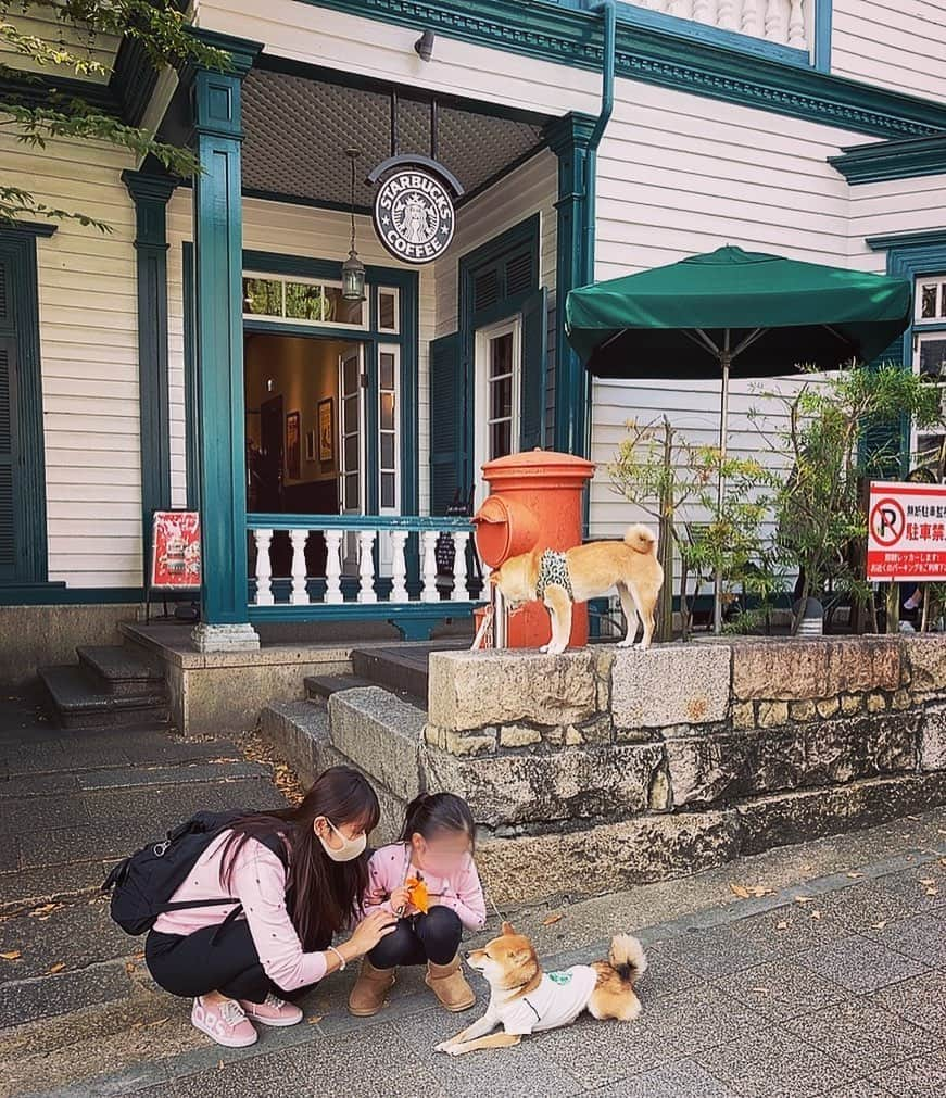 森本さやかさんのインスタグラム写真 - (森本さやかInstagram)「#看板犬 ☕️🐕💕 スタバの服着てた☺️ #starbuckscoffee  #スタバ犬  #豆柴犬  #北野物語館  #北野異人館スタバ」11月1日 14時09分 - sayakamorimoto1011