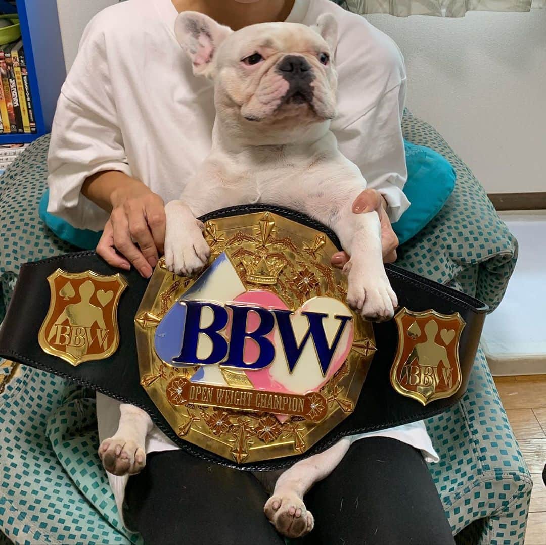 のインスタグラム：「マイリーとチャンピオンベルト  #bbw無差別級チャンピオンベルト #bbwタッグチャンピオンベルト #マイリー #フレンチブルドッグ」