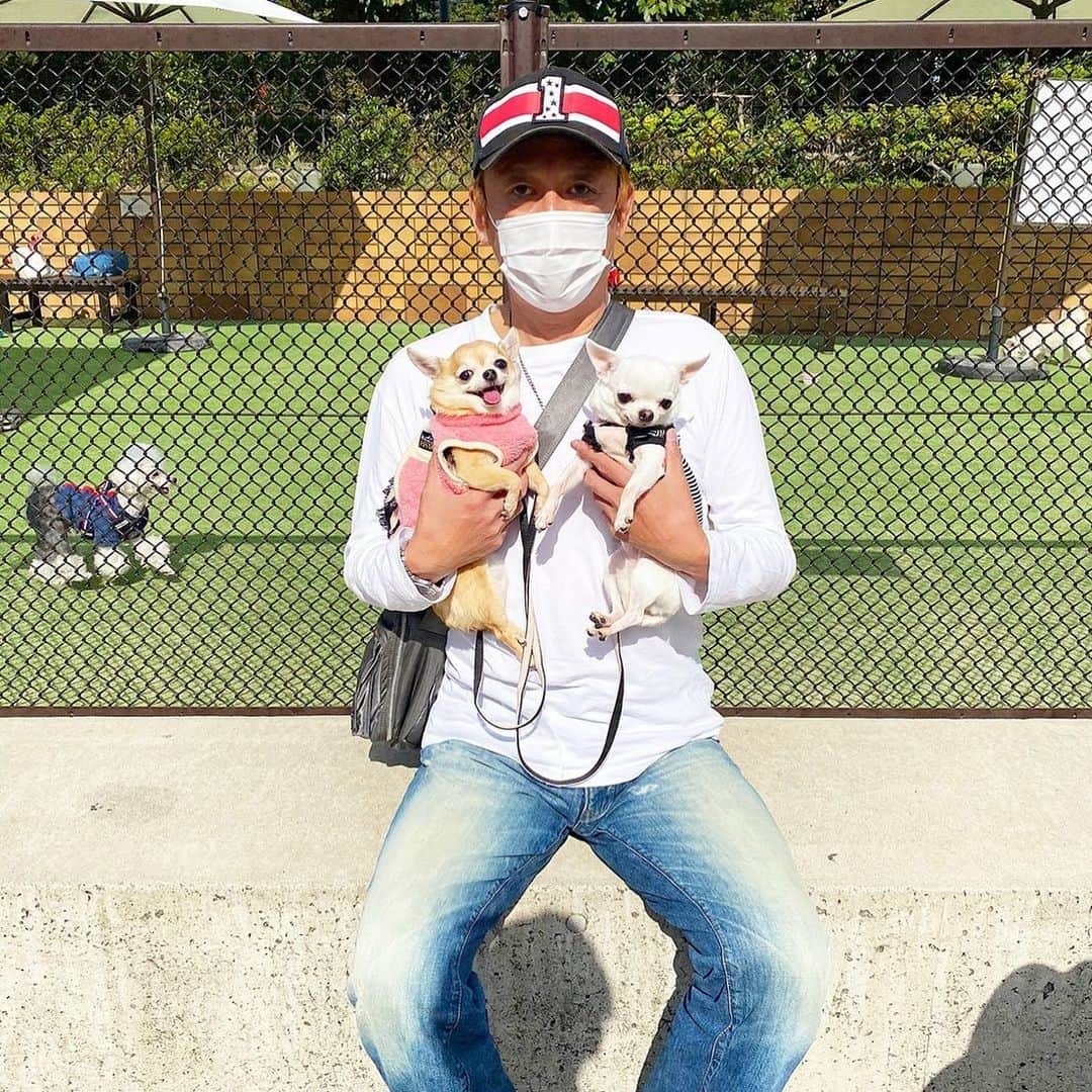長原成樹のインスタグラム：「天気が良かったので犬を連れててんしばへ なぜか文江笑ってる🤪  #長原成樹　#チワワ　#スムースチワワ」