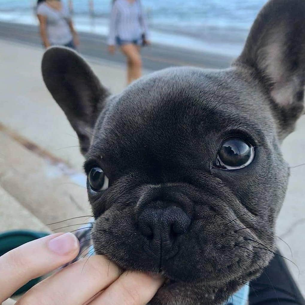 French Bulldogさんのインスタグラム写真 - (French BulldogInstagram)「I'm cute and I know it 🤍🤍🤍 @sophieinthacity . . . . . #frenchie #frenchies #frenchieworld #frenchiepuppy #frenchiesofinstagram #frenchbulldog #frenchbulldogs #frenchbulldogpuppy #frenchbulldogsofinstagram #fralla #fransebulldog #franskbulldog #französischebulldogge #flatnosedogsociety #bulldogfrances #bouledogue #bouledoguefrancais #batpig #buhi #frogdog #squishyface #squishyfacecrew #redfawn #フレンチブルドッグ #フレンチブルドッグ #フレブル #ワンコ」11月1日 20時42分 - frenchie.world