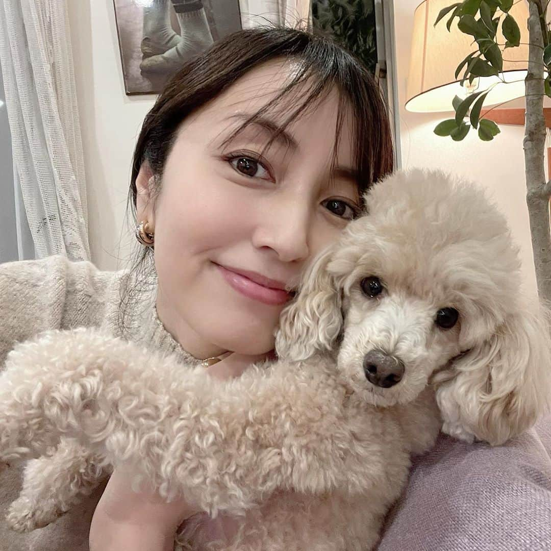 矢田亜希子さんのインスタグラム写真 - (矢田亜希子Instagram)「きなこ♡ #トイプードル#toypoodle #きなこ#もなかと姉妹犬#愛犬#癒し」11月1日 15時35分 - akiko_yada